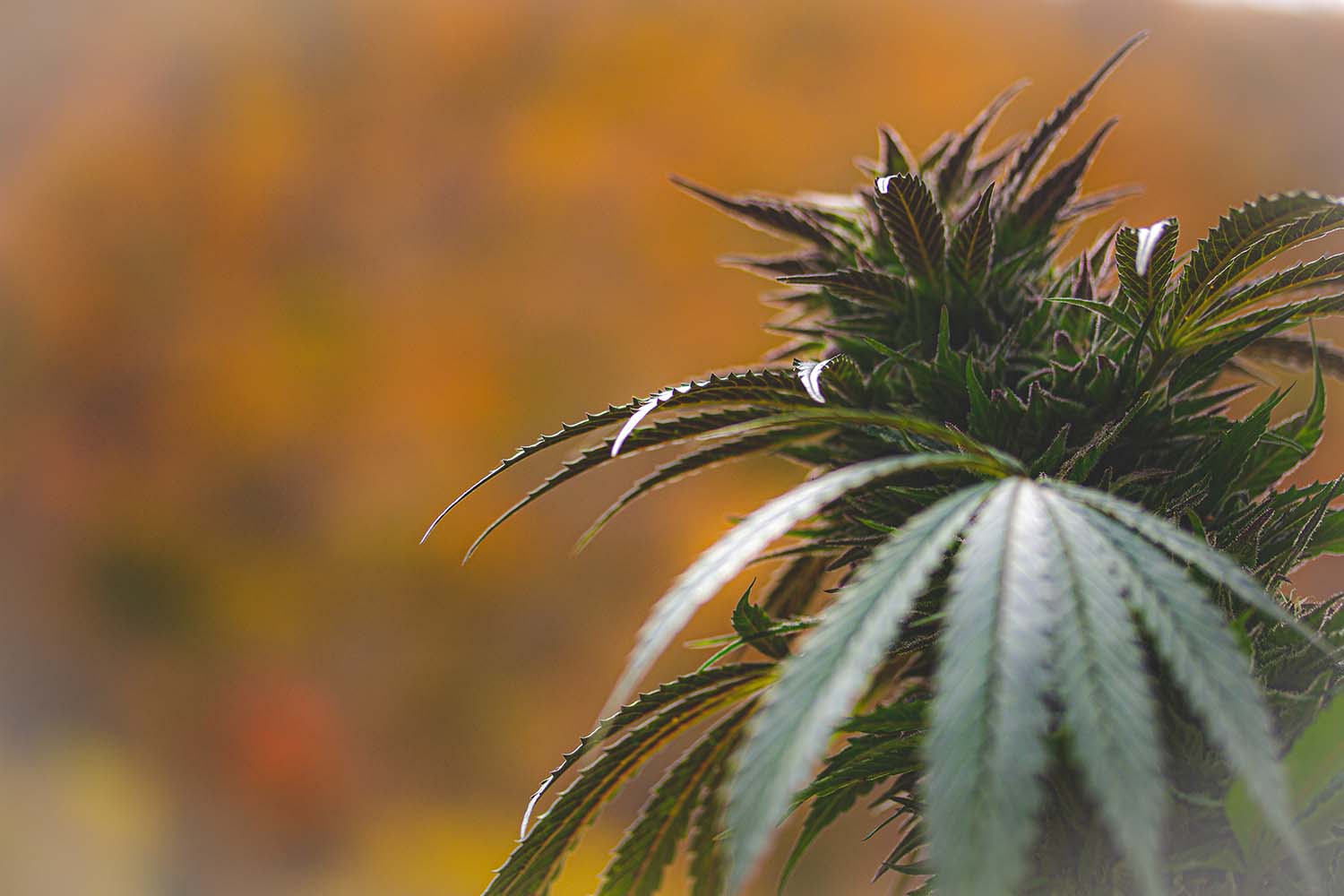 Die beste CBD Ölüberprüfung